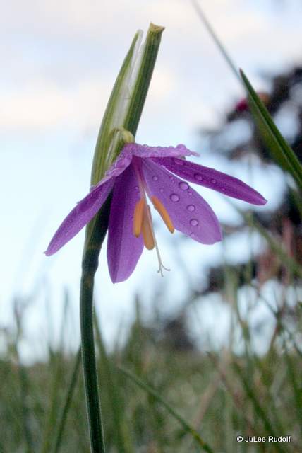 Sisyrinchium