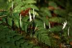 candlestick fungi