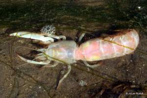 ghost shrimp at Mueller Beach