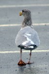 gull at W Beach
