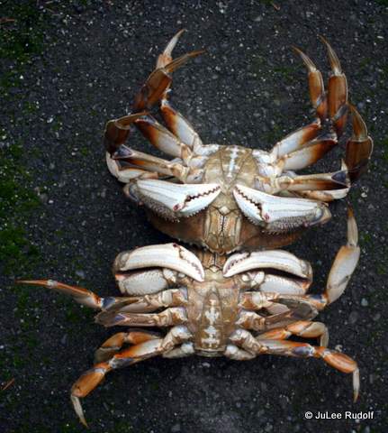 Dungeness crab from Cornet Bay