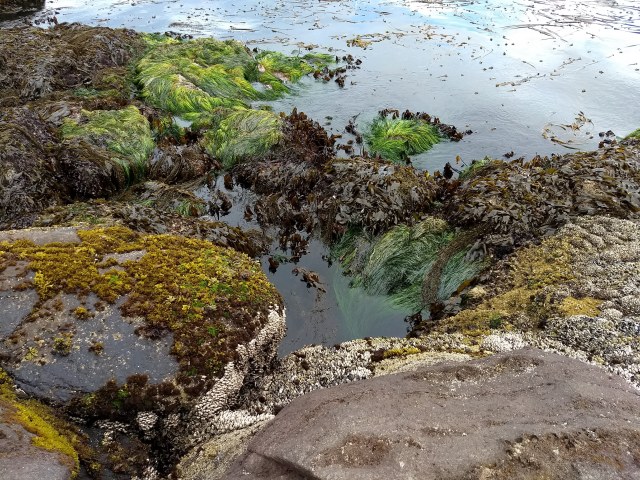 ne tidepools.jpg
