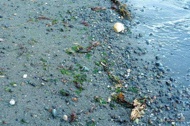 South Whidbey State Park beach