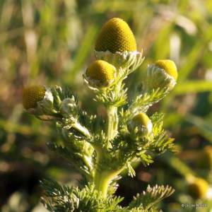 Matricaria discoidea