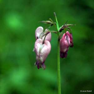 Dicentra eximia