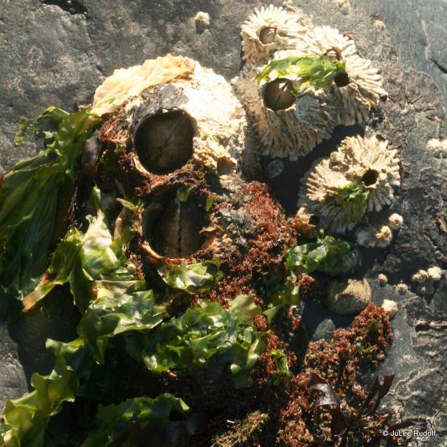 barnacles at Libbey Beach