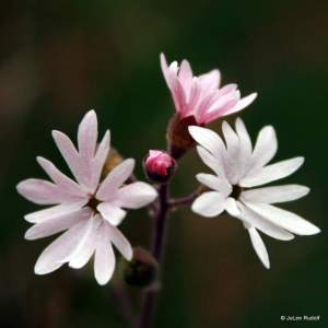 Lithophragma parviflorum