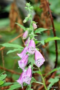 Digitalis purpurea