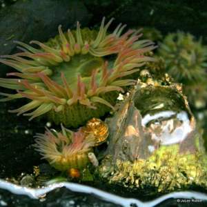 aggregating anemone