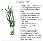 eelgrass 7-20-2017 12-08-40 PM
