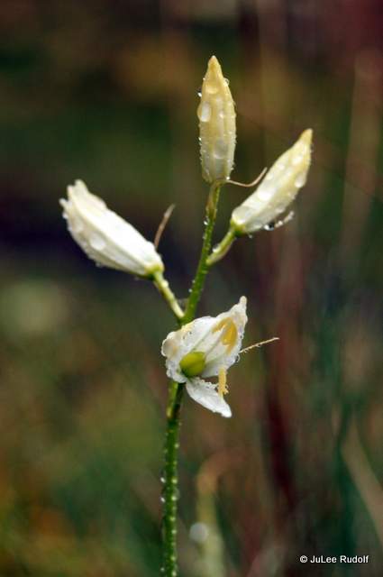 Camassia quamash