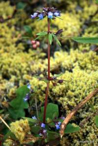 Collinsia parviflora