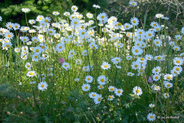 Leucanthemum vulgare