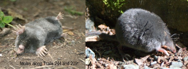 mole 10-22-2017 9-06-33 AM