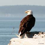 Crescent Harbor Whidbey Island Bald eagle