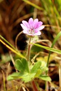 Geranium mole