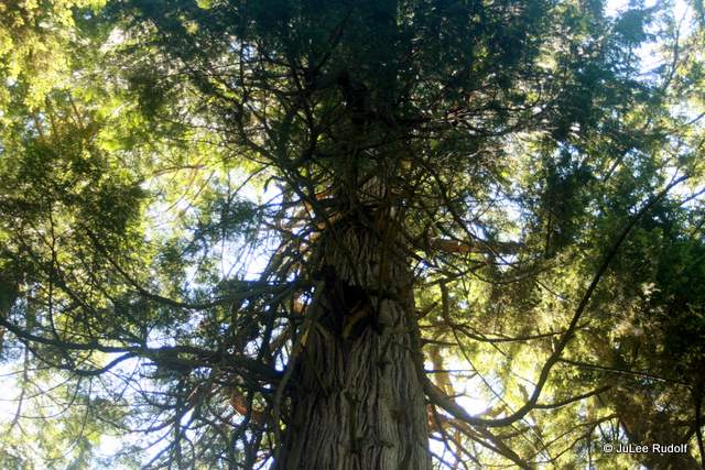 Ancient Cedar at South Whidbey State Park