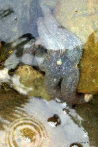 sea star at Mueller Beach