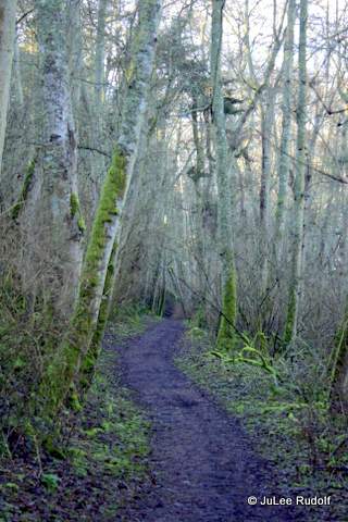 Path westward from Moyers Loop at JWSP