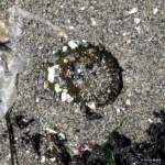 burrowing anemone at Libbey Beach