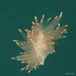 nudibranch 9-27-2017 8-17-17 AM
