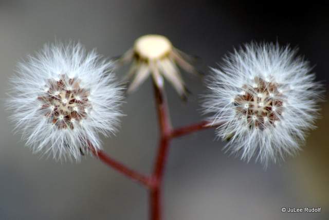 Taraxacum officinale