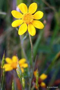 Eriophyllum lanatum