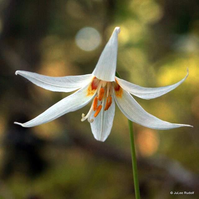 Erythronium oregonum