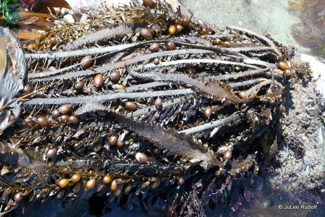 seaweed at Libbey Beach