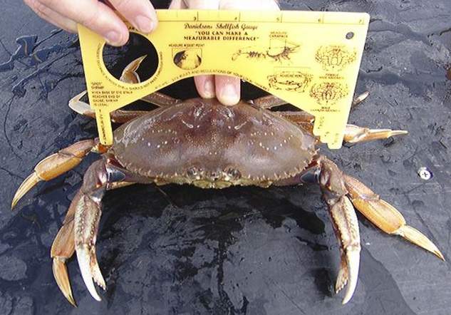 WA Dept of Fisheries Crab Measure.bmp-001