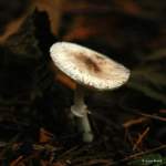 IMG_5504-001