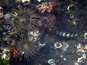 aggregating anemone and chiton