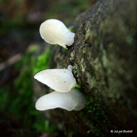 Jelly-like? fungus at JWSP