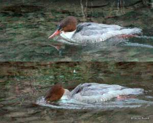 Common merganser