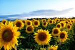 sunflowers
