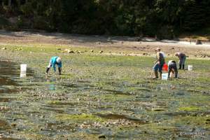 clamming at Mueller Park Beach