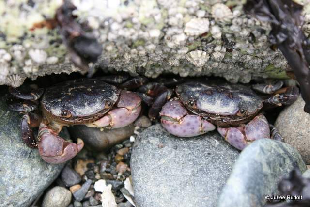 crabs-003