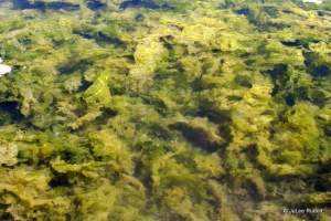 Seaweed at Double Bluff County Park