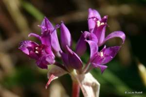 Allium acuminatum