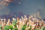 tube worms