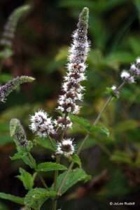 Mentha spicata