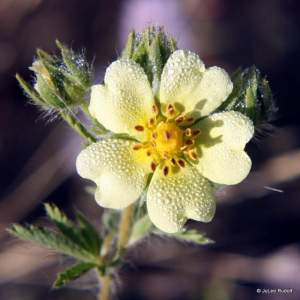 Potentilla recta