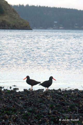 Black oystercatcher at Ala Spit