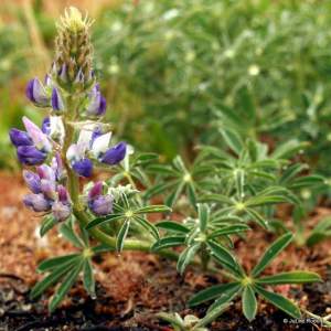 Lupinus arcticus
