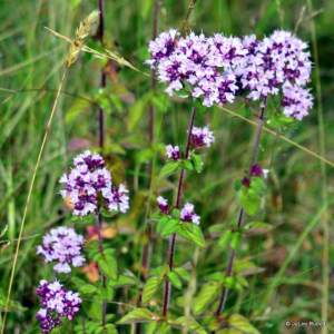 Spirea betulifolia?