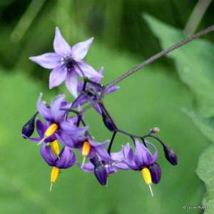 Solarum dulcularum