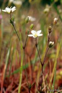 Minuartia rubella