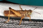 grasshopper 8-18-2017 10-37-26 AM