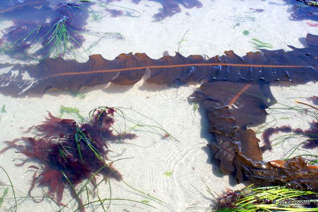 seaweed at Libbey Beach