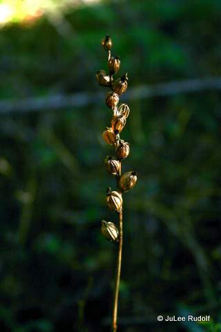 Dried Downy rattlesnake orchid at Sharpe Park 